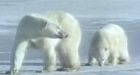 Polar bear's status focus of Nunavut hearing