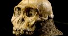 Ancient human-like creature's skull probed