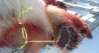 Bear shot in N.W.T. was grizzly-polar hybrid