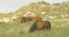 Nova Scotia's Sable Island to become national park