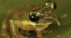 Expedition discovers new frogs, geckos and pigeons