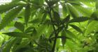Oakland to license, tax indoor marijuana growers