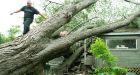 Leamington, Ont. cleaning up after tornado