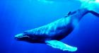 Humpback whales form lasting friendships