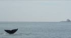 Mystery gray whale sighted again off Spain coast