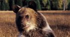 N.S. bear sightings highlight cross-country trend