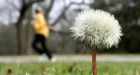 Roundup resistant weeds pose environmental threat