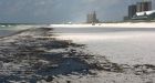 Oil soaks miles of Pensacola Beach