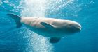 Should whales be kept at the Vancouver Aquarium?