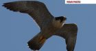 Peregrine falcons make comeback in Ont.
