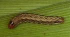 Pest attacks cornfields in Ont., Quebec