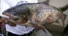 Asian carp spent its life in Great Lakes waters