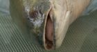 Suspected Northern Snakehead fish caught in Ontario