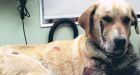 Man charged with dragging dog behind truck