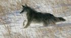 Parks Canada will trap, but not cull, N.S. coyotes