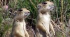 Plague found in Saskatchewan prairie dog