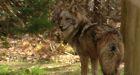 Parks Canada teaches people to scare coyotes