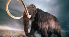 Humans didn't eradicate the woolly mammoth