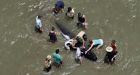 58 pilot whales die in New Zealand beach stranding