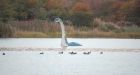 Sea monster or big fish in B.C. lake?