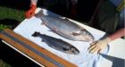 Verdict on genetically modified salmon pending