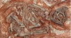 Dinosaur embryos give up secrets