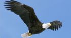 Roadkill is oldest bald eagle ever documented in wild