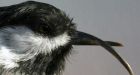 Beak deformities increase in U.S. Northwest