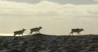 Labrador caribou count plummets