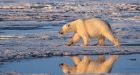 Global warming study finds slight hope for polar bears