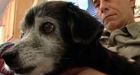 N.S. dog may be world's oldest: owner