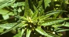 Man called 911 operator looking for pot