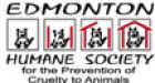 Purrfect family: injured dog at Edmonton shelter nurses 5 pups and a kitten