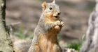 Promiscuous squirrels sleep with every potential mate