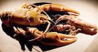 Giant U.S. crayfish is new species