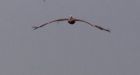 Storm-tossed pelican offered a ride home to the U.S.