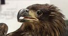 Starving B.C. eagles swarm to dumps