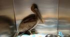 Ralph the pelican finally heads home