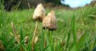 Magic mushrooms used 6,000 years ago