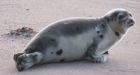 Dead seals mystery not solved by scientists' tests