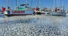 Tons of dead fish pulled from California marina