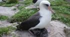 'Oldest bird in US' raises chick