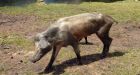 Pigs go wild in Christina Lake, B.C.