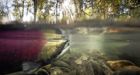 Researcher suggests salmon leukemia' is to blame for decline of Fraser sockeye