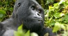 Study: Human virus threatens mountain gorillas