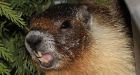 Displaced marmot needs ride home