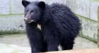 Bear cubs overwhelm Vancouver Island rehab centre