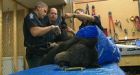 Tests to show if bear killed native elder
