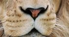 Little girl faces off with lion at zoo