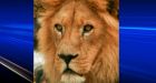 Calgary Zoo lion dies following surgery
